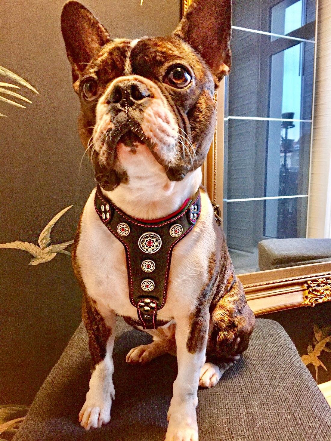 The "Bijou" Dog Harness for Small to Medium Breeds. Black & Pink - Image 3