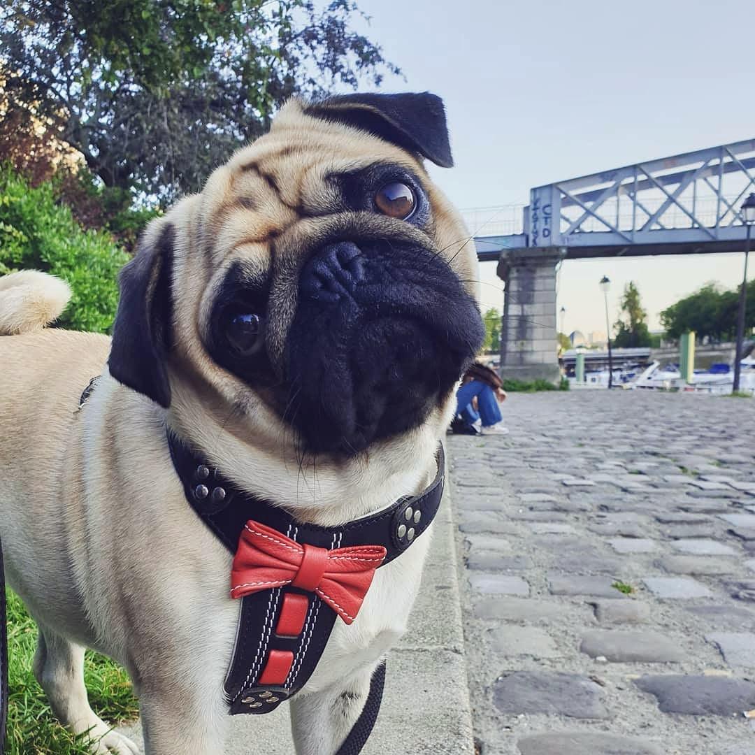 The "Bowtie" Handmade Leather Dog Harness Small to Medium Breeds. Black - Image 2