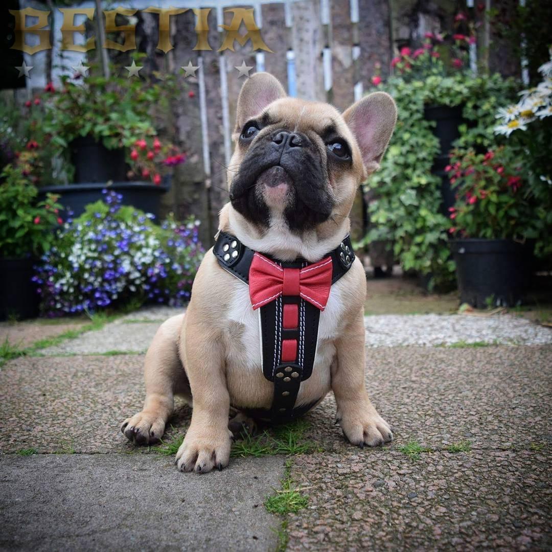 The "Bowtie" Handmade Leather Dog Harness Small to Medium Breeds. Black - Image 3
