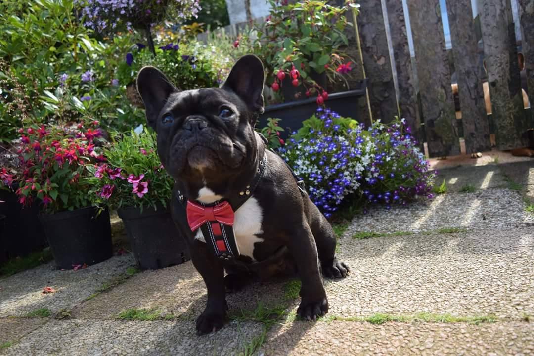 The "Bowtie" Handmade Leather Dog Harness Small to Medium Breeds. Black - Image 4