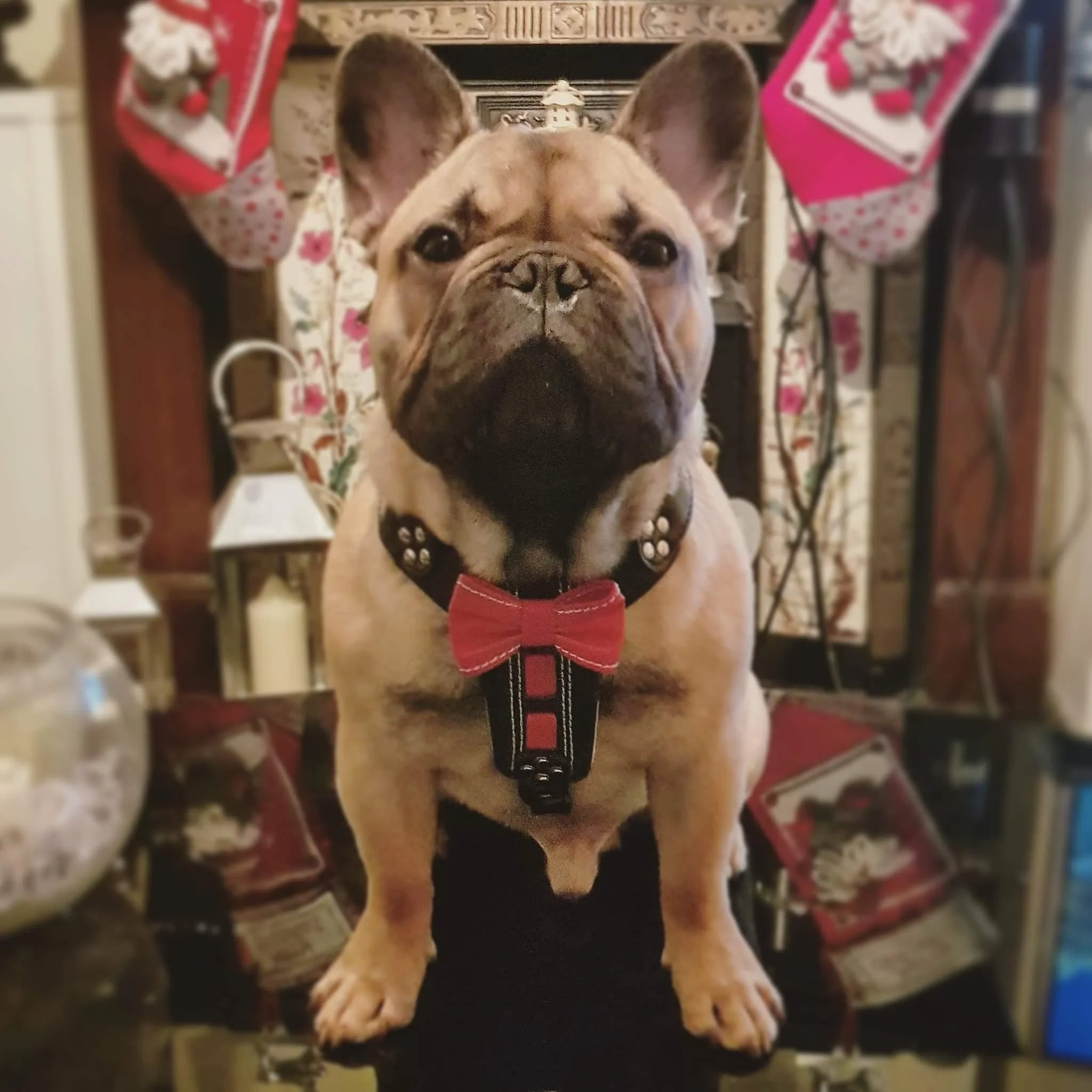 The "Bowtie" Handmade Leather Dog Harness Small to Medium Breeds. Black - Image 5