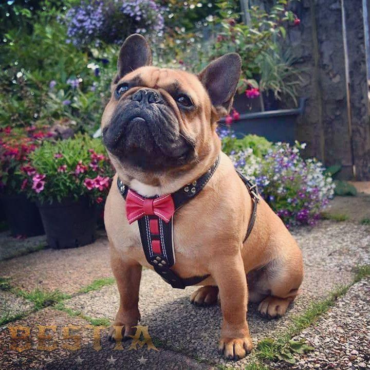 The "Bowtie" Leather Dog Harness for Small to Medium Breeds. Brown - Image 2