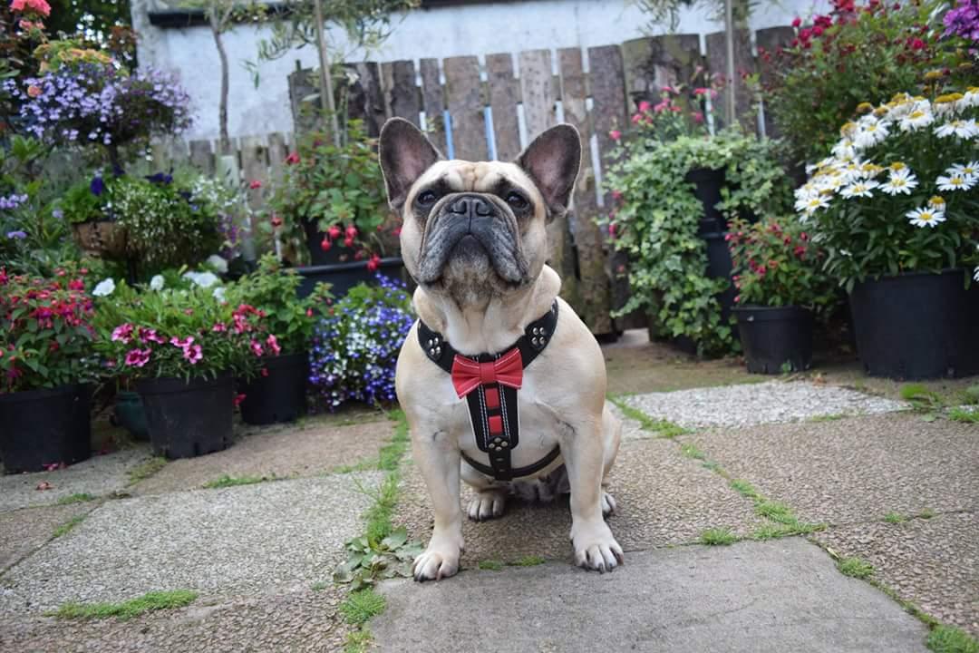 The "Bowtie" Leather Dog Harness for Small to Medium Breeds. Brown - Image 4