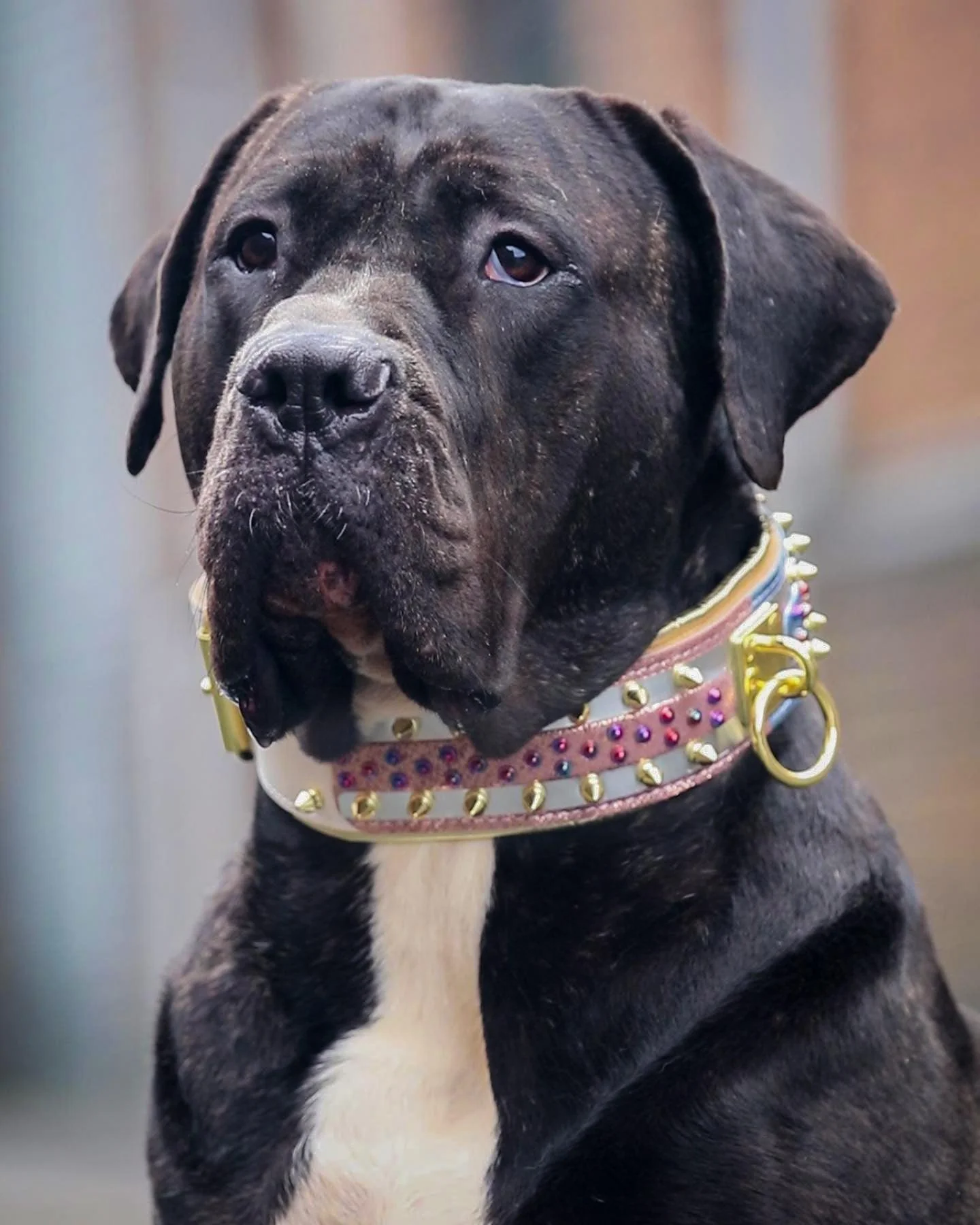 The "Candy" Dog Collar - Image 10