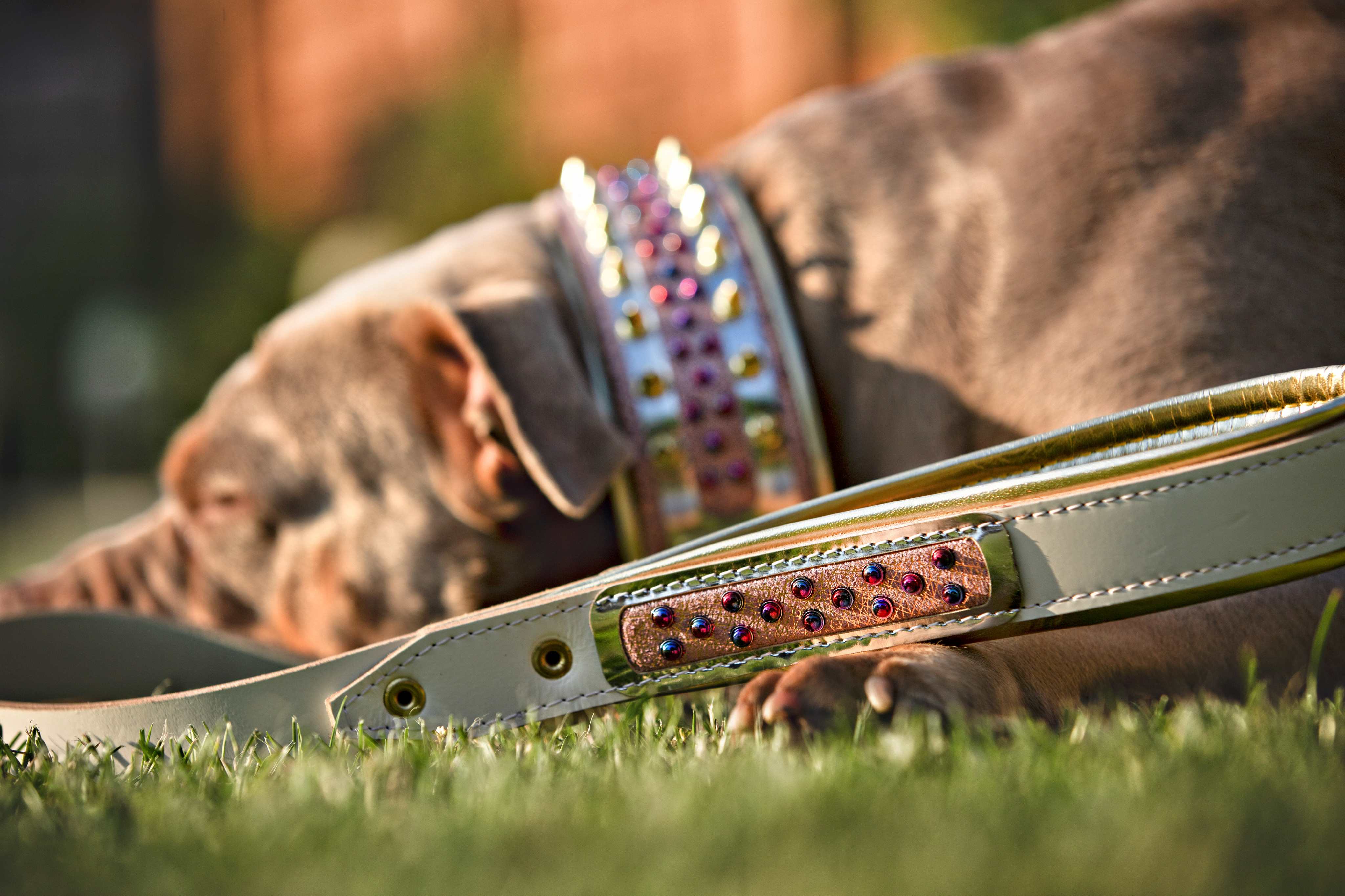The "Candy" Dog Collar - Image 5