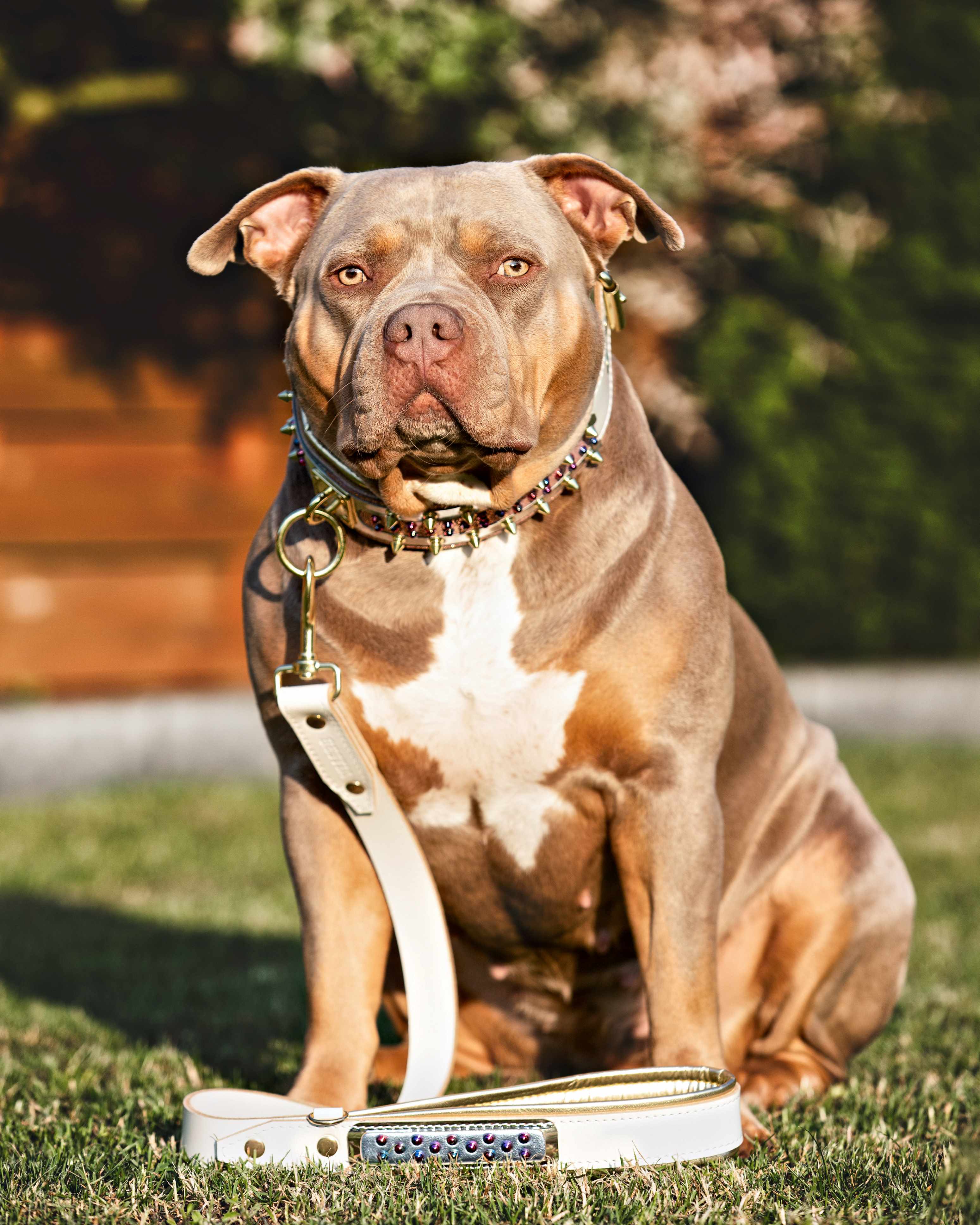 The "Candy" Dog Collar - Image 6