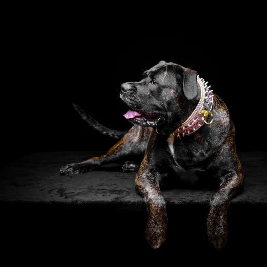 The "Candy" Dog Collar - Image 7
