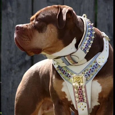 THE "Candy" Dog Harness - Image 2