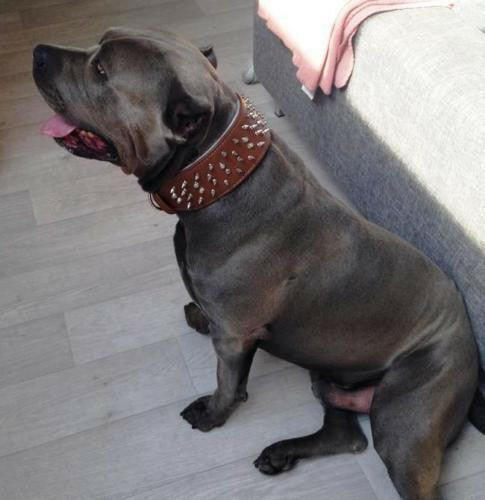The "Crown" Dog Collar - Image 3