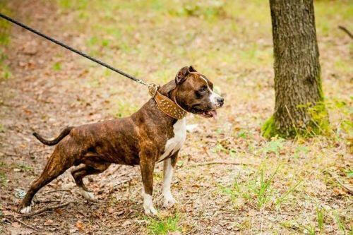 The "Crown" Dog Collar - Image 4