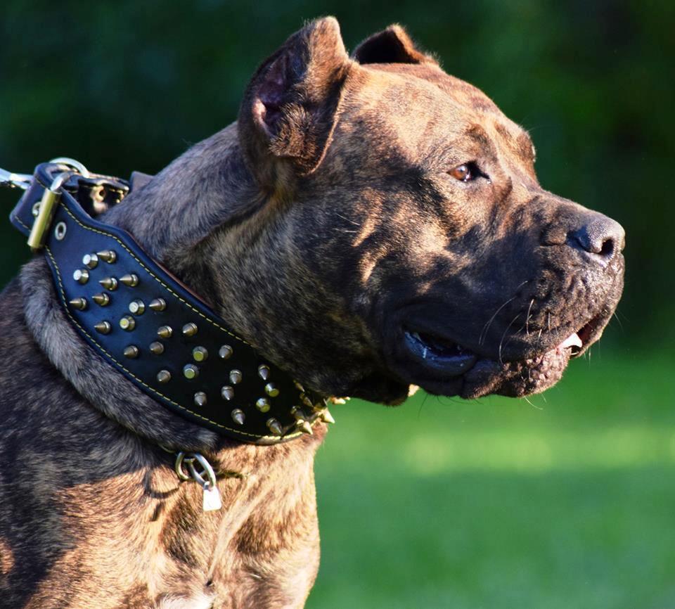 The "Crown" Dog Collar. Black - Image 2