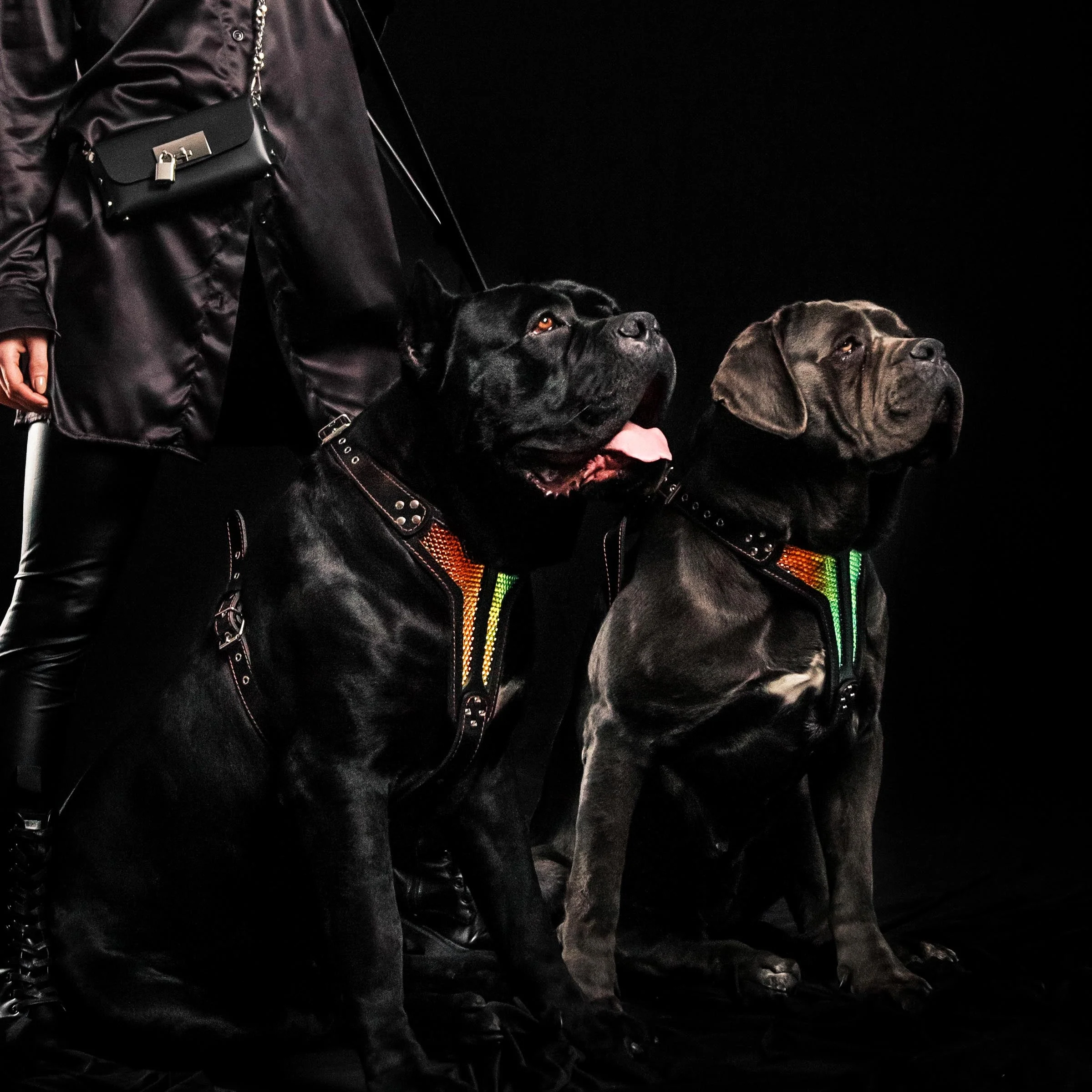 The "D`Albertis" Dog Harness LIMITED - Image 3