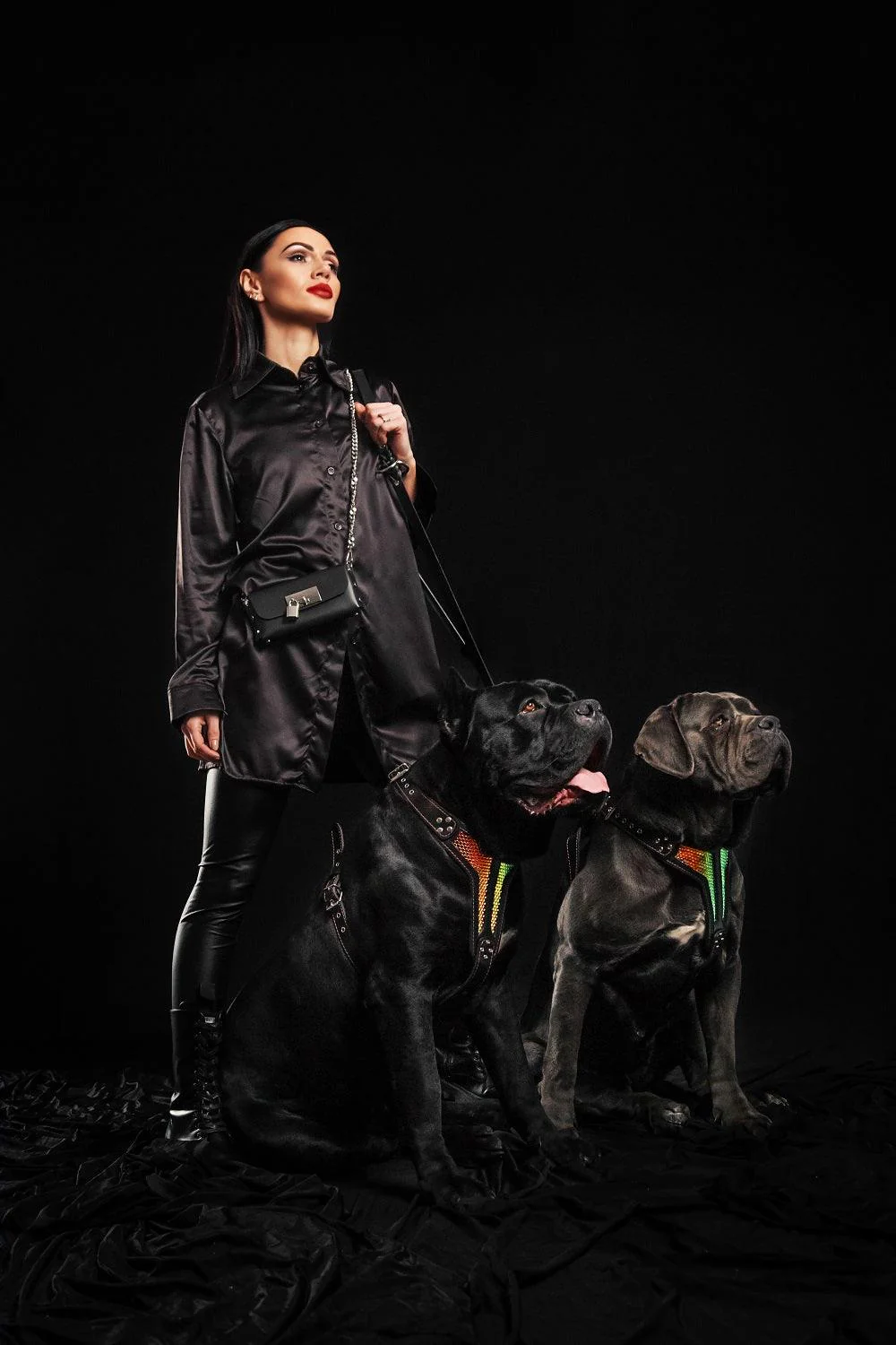 The "D`Albertis" Dog Harness LIMITED - Image 4