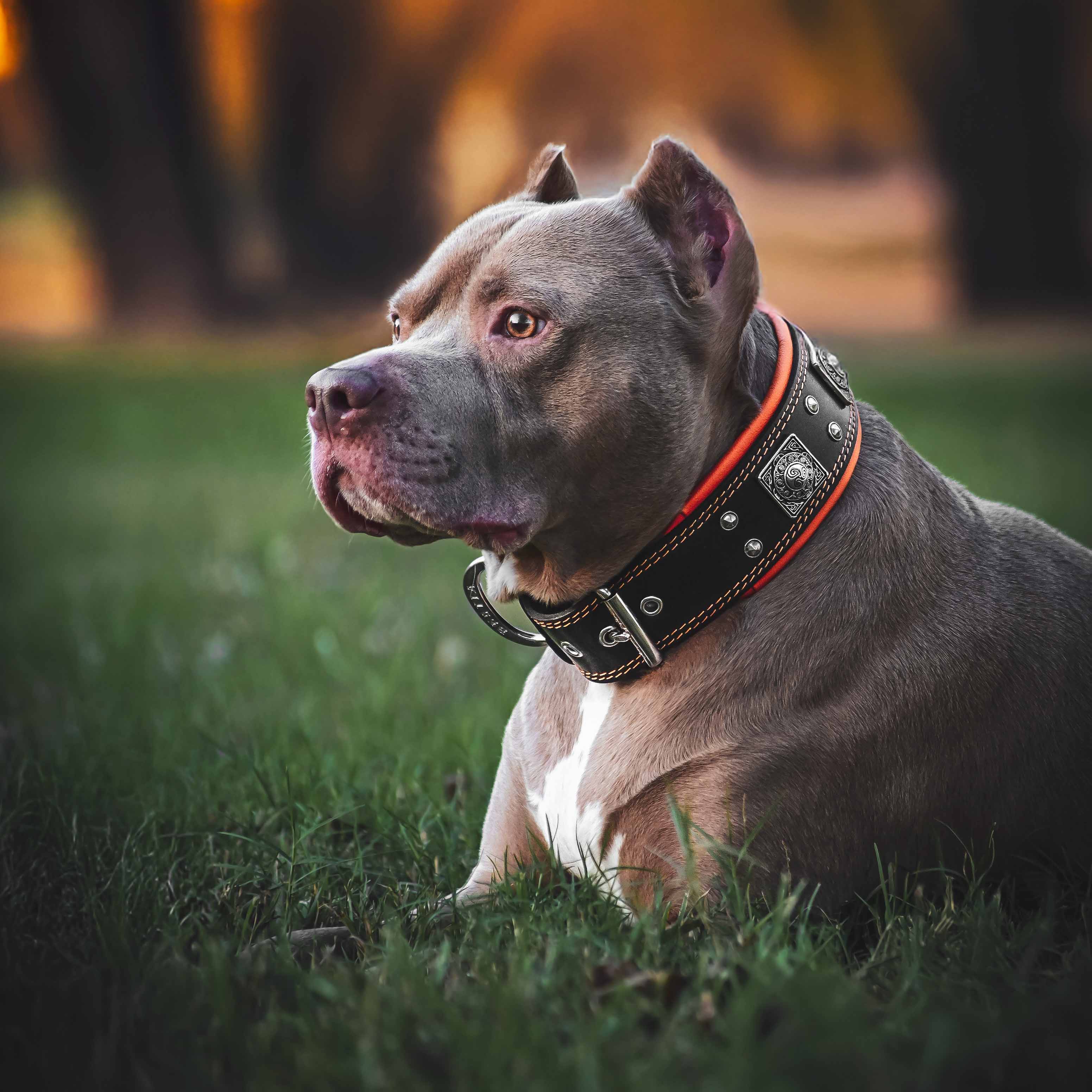 The "Eros" Dog Collar 2.5-inch Wide. Black & Orange - Image 2