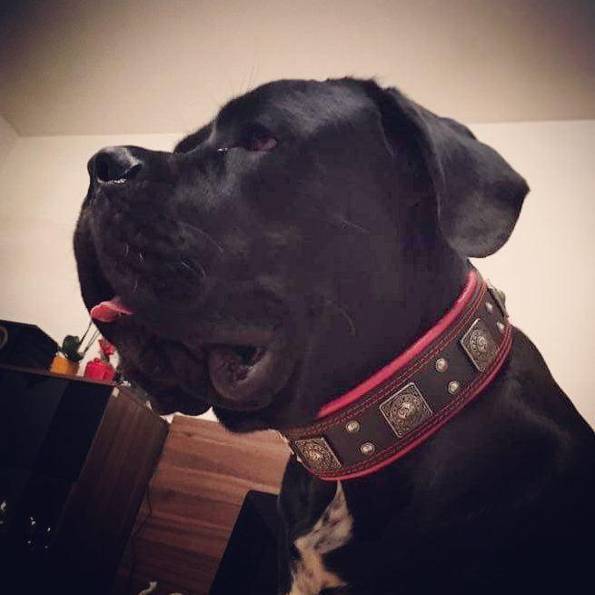 The "Eros" Dog Collar 2.5-inch Wide. Black & Red - Image 10