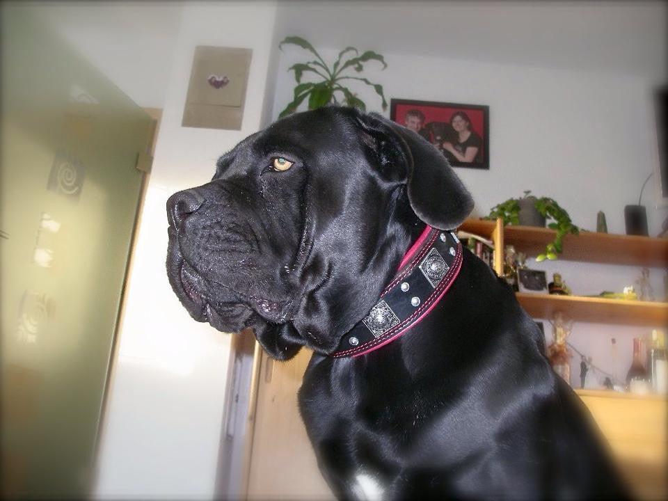 The "Eros" Dog Collar 2.5-inch Wide. Black & Red - Image 7