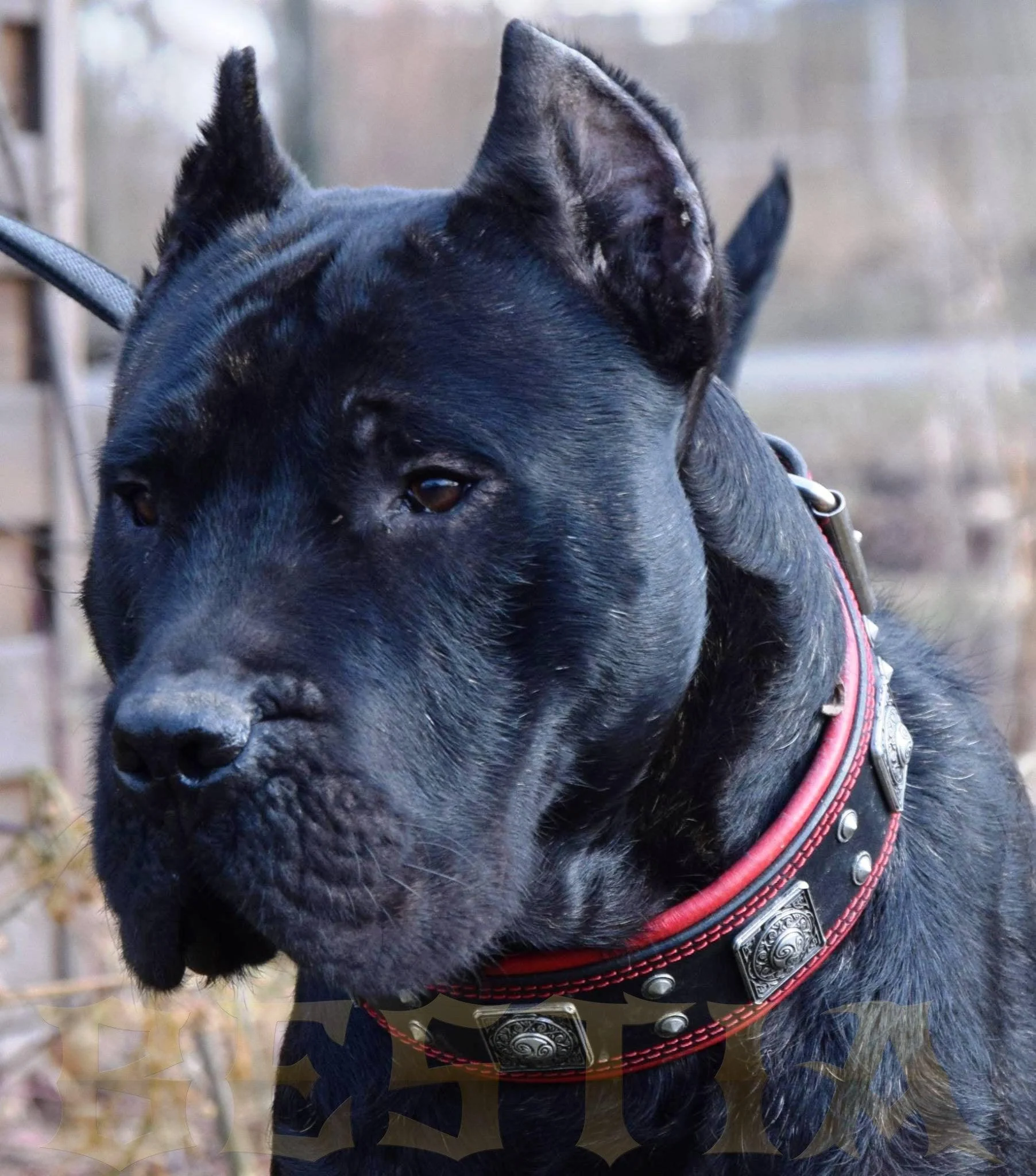 The "Eros" Dog Collar 2.5-inch Wide. Black & Red - Image 9