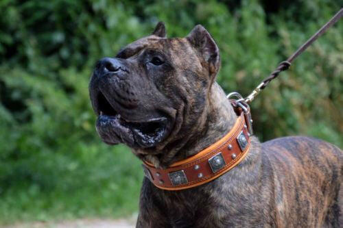 The "Eros" Dog Collar 2.5-inch Wide. Brown - Image 3
