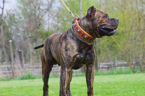 The "Eros" Dog Collar 2.5-inch Wide. Brown - Image 4