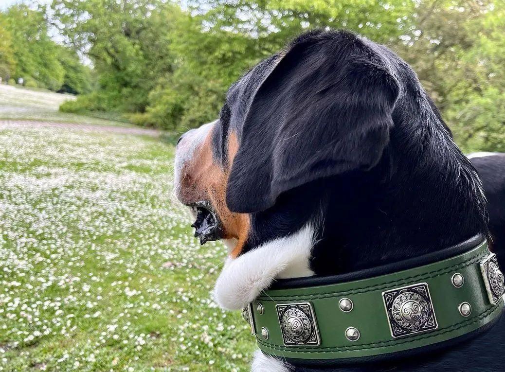 The "Eros" Dog Collar 2.5-inch Wide. Green - Image 3