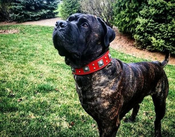 The "Eros" Dog Collar 2.5-inch Wide. Red - Image 3