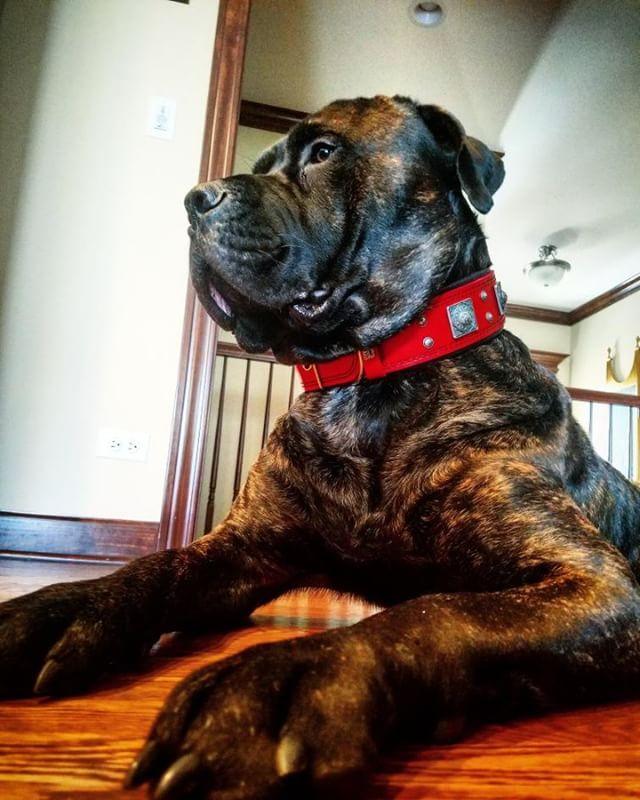 The "Eros" Dog Collar 2.5-inch Wide. Red - Image 4