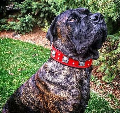 The "Eros" Dog Collar 2.5-inch Wide. Red - Image 5