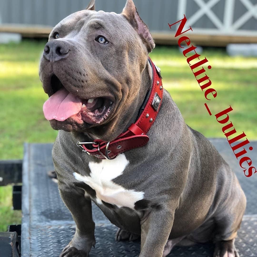 The "Eros" Dog Collar 2.5-inch Wide. Red - Image 6