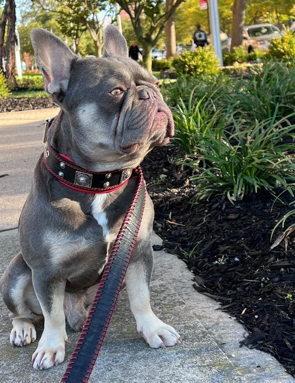 The "Eros" Collar 2-inch Wide - Image 4
