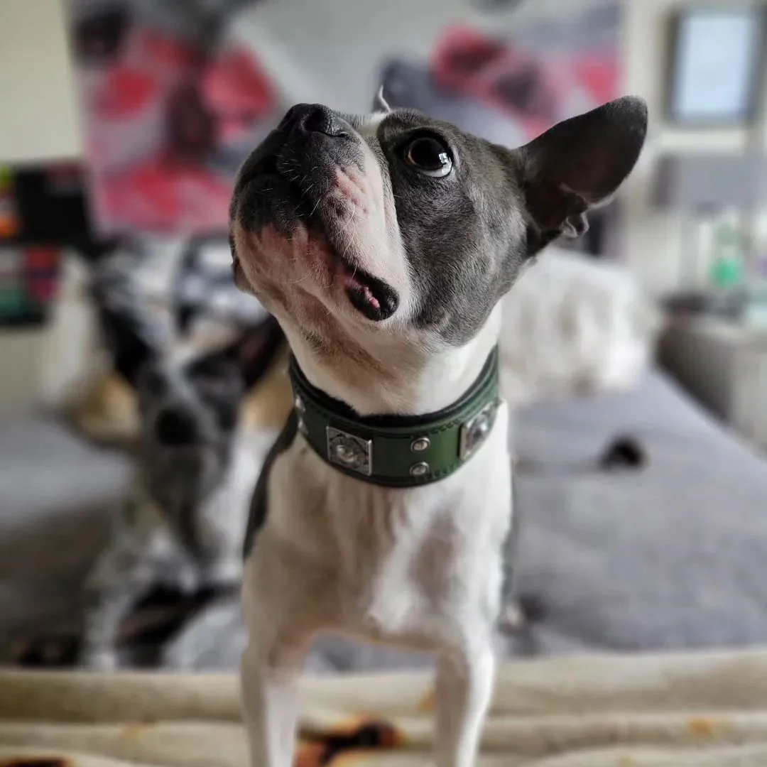 The "Eros" Dog Collar 2-inch Wide. Green - Image 2