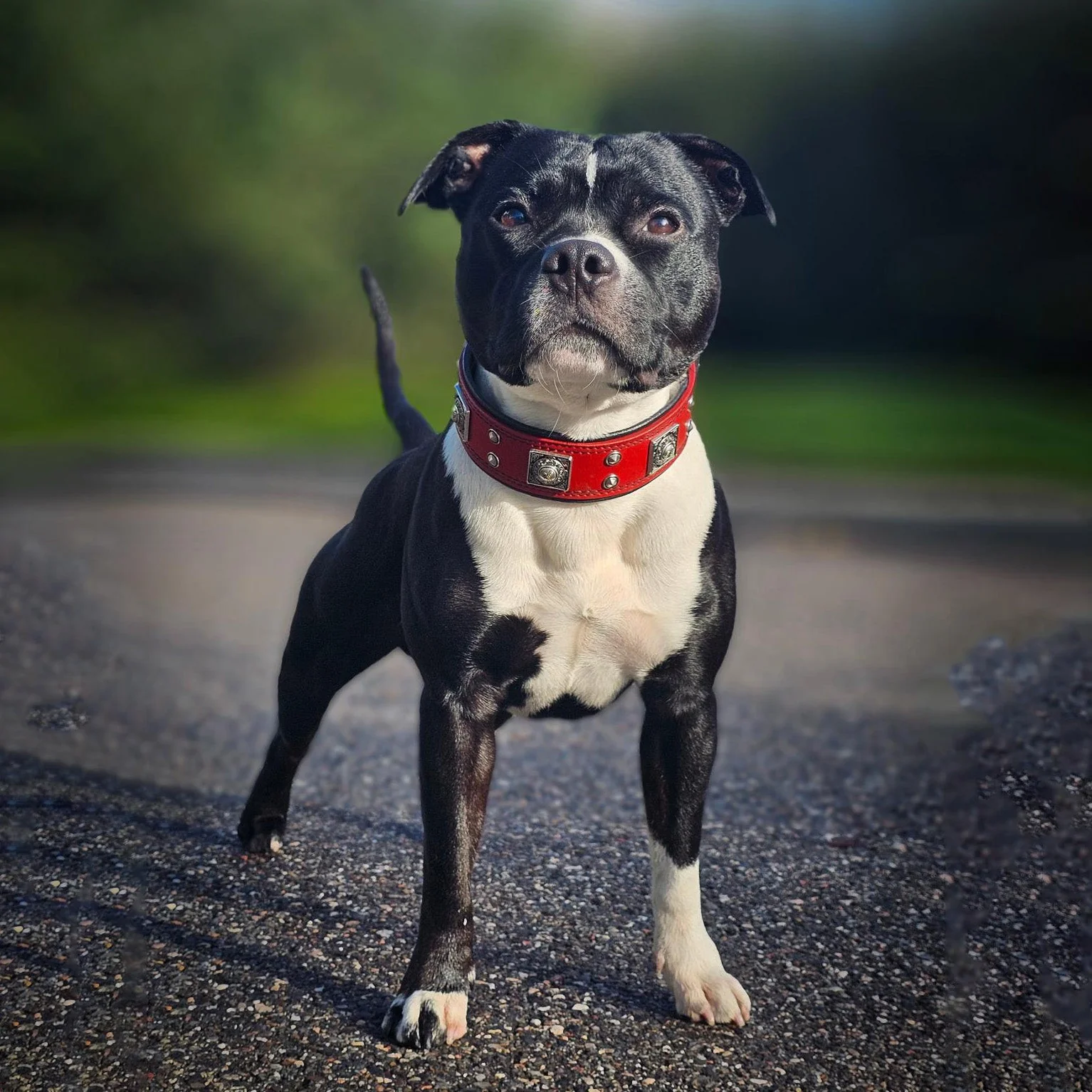 The "Eros" Collar 2-inch Wide. Red - Image 2