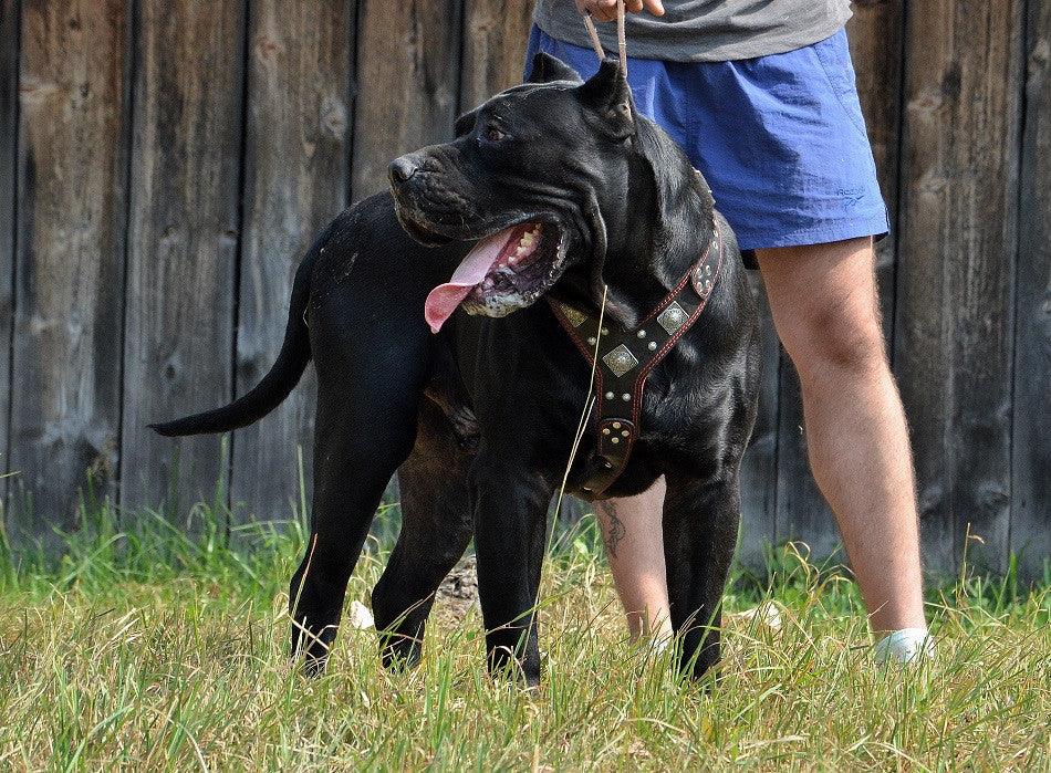 The "Eros" Dog Harness. Black & Red - Image 2