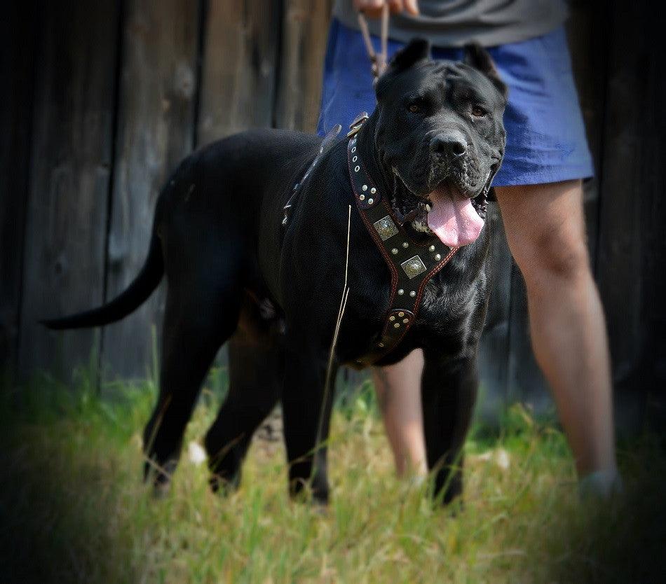 The "Eros" Dog Harness. Black & Red - Image 3