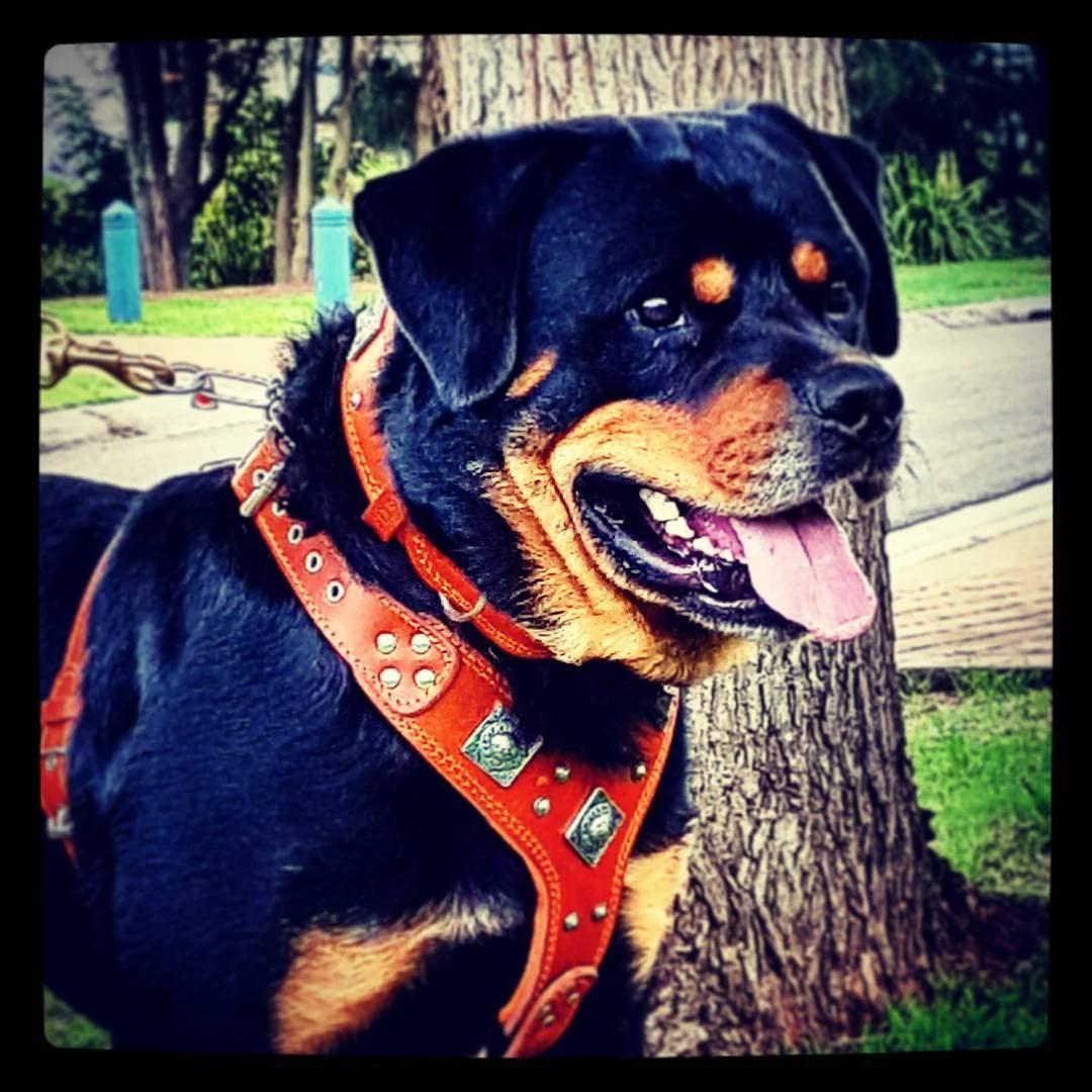 The "Eros" Dog Harness. Brown - Image 3