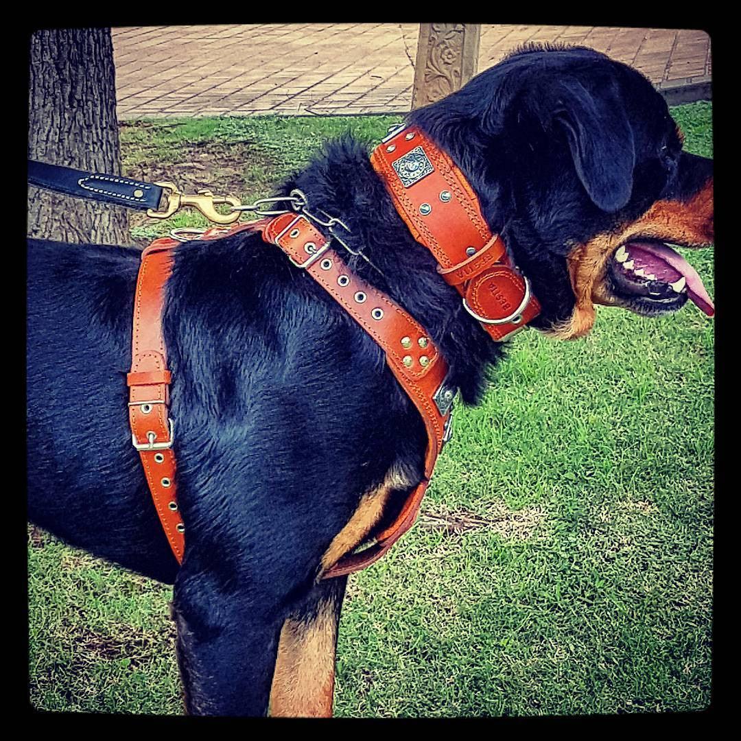 The "Eros" Dog Harness. Brown - Image 4