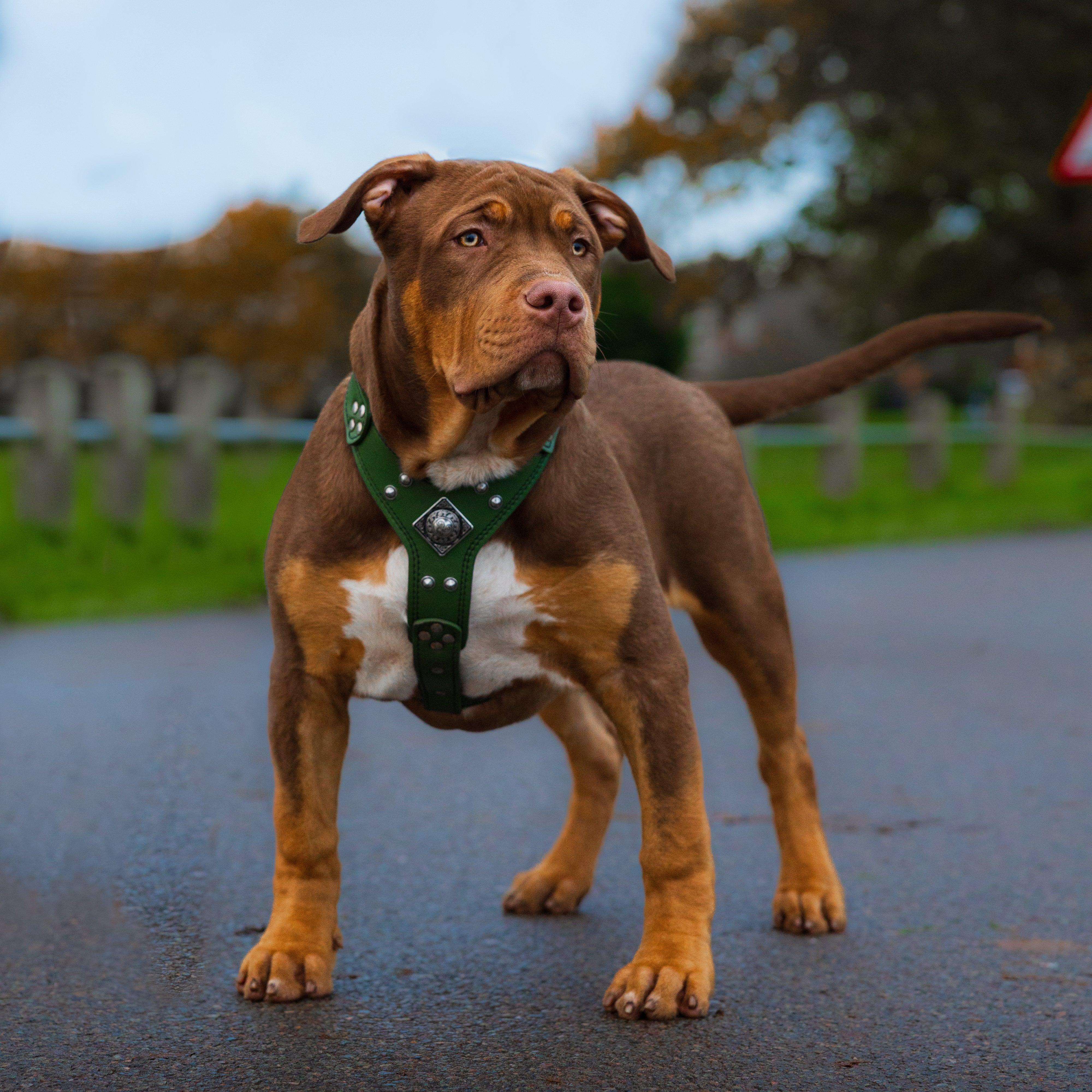 The "Eros" Dog Harness Green Small to Medium Size - Image 3