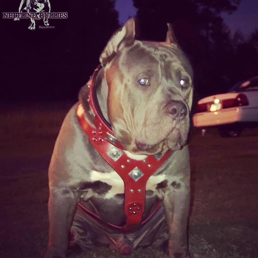 The "Eros" Dog Harness. Red - Image 2