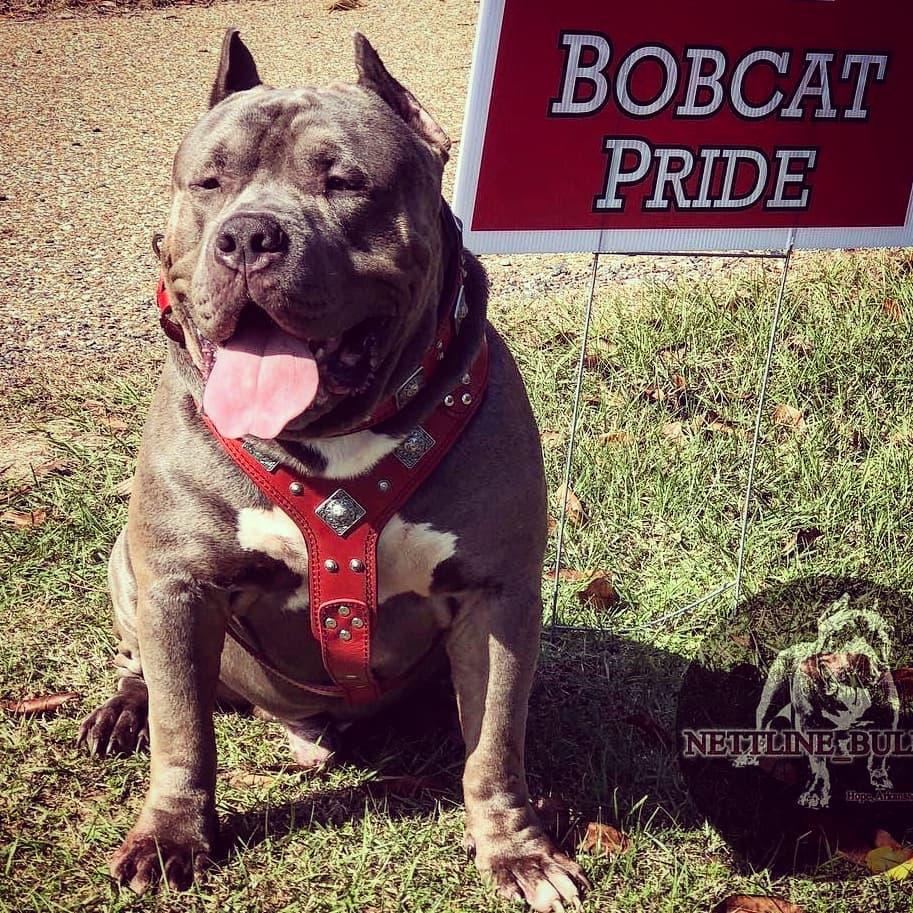 The "Eros" Dog Harness. Red - Image 3