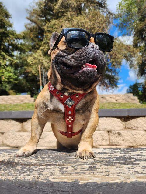 The "Eros" Dog Harness for Small to Medium Breeds. Red - Image 5