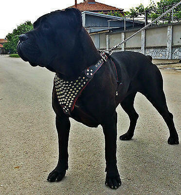 The "Gladiator" Dog Harness - Image 2