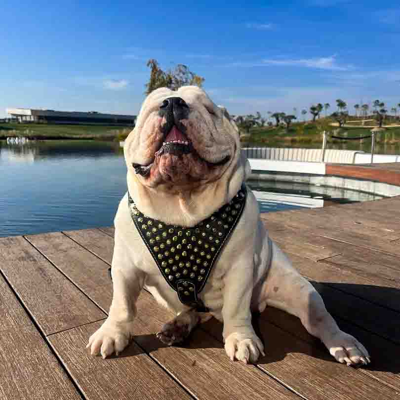 The "Gladiator" Dog Harness. Gold/Silver - Image 3