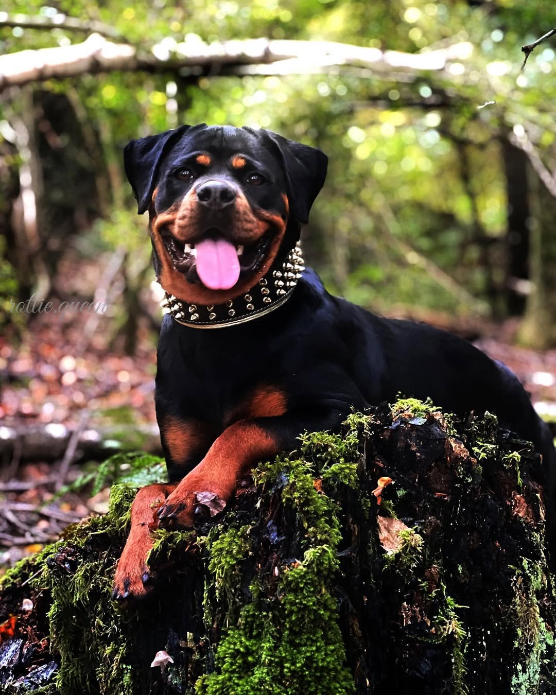 The "Gold Giant" Dog Collar - Image 2