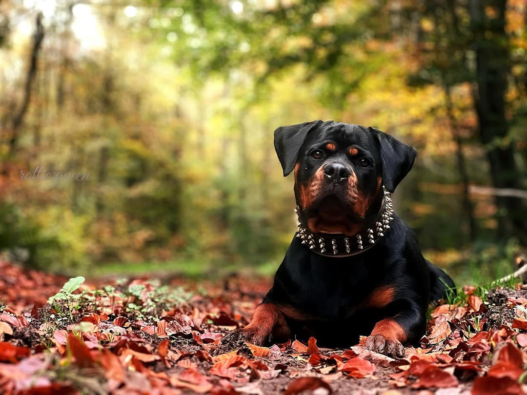 The "Gold Giant" Dog Collar - Image 4