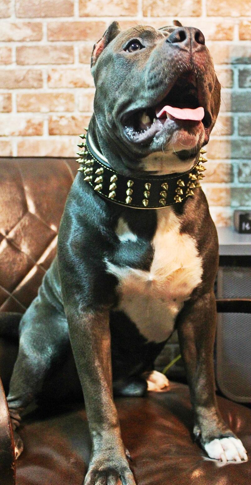 The "Gold Giant" Dog Collar - Image 5