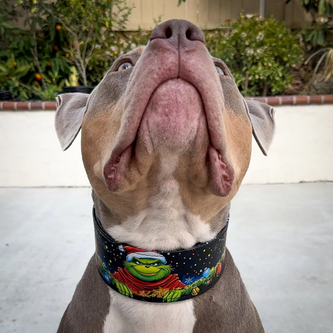 The "Grinch" Limited Dog Collar - Image 5