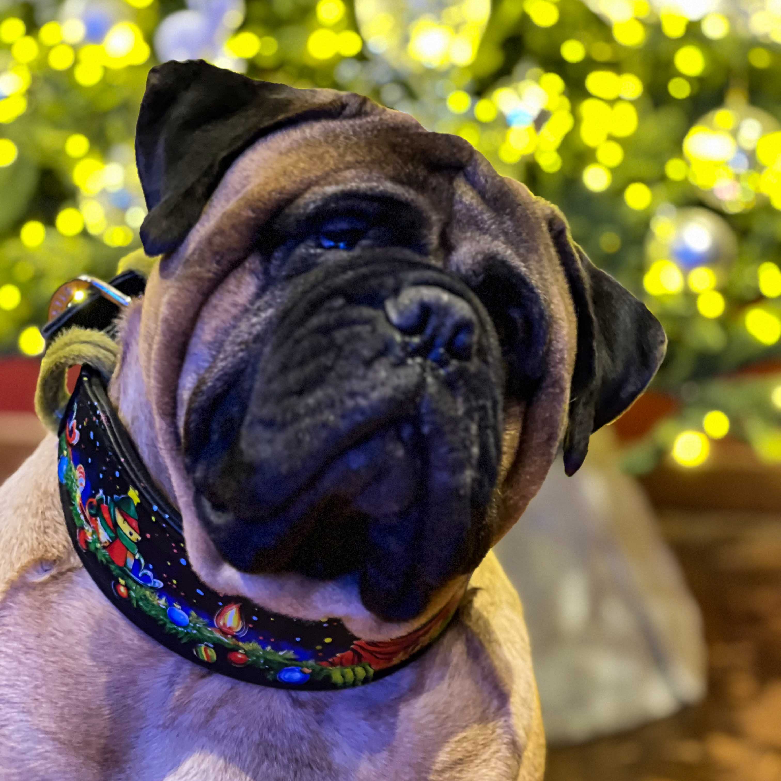 The "Grinch" Limited Dog Collar - Image 6