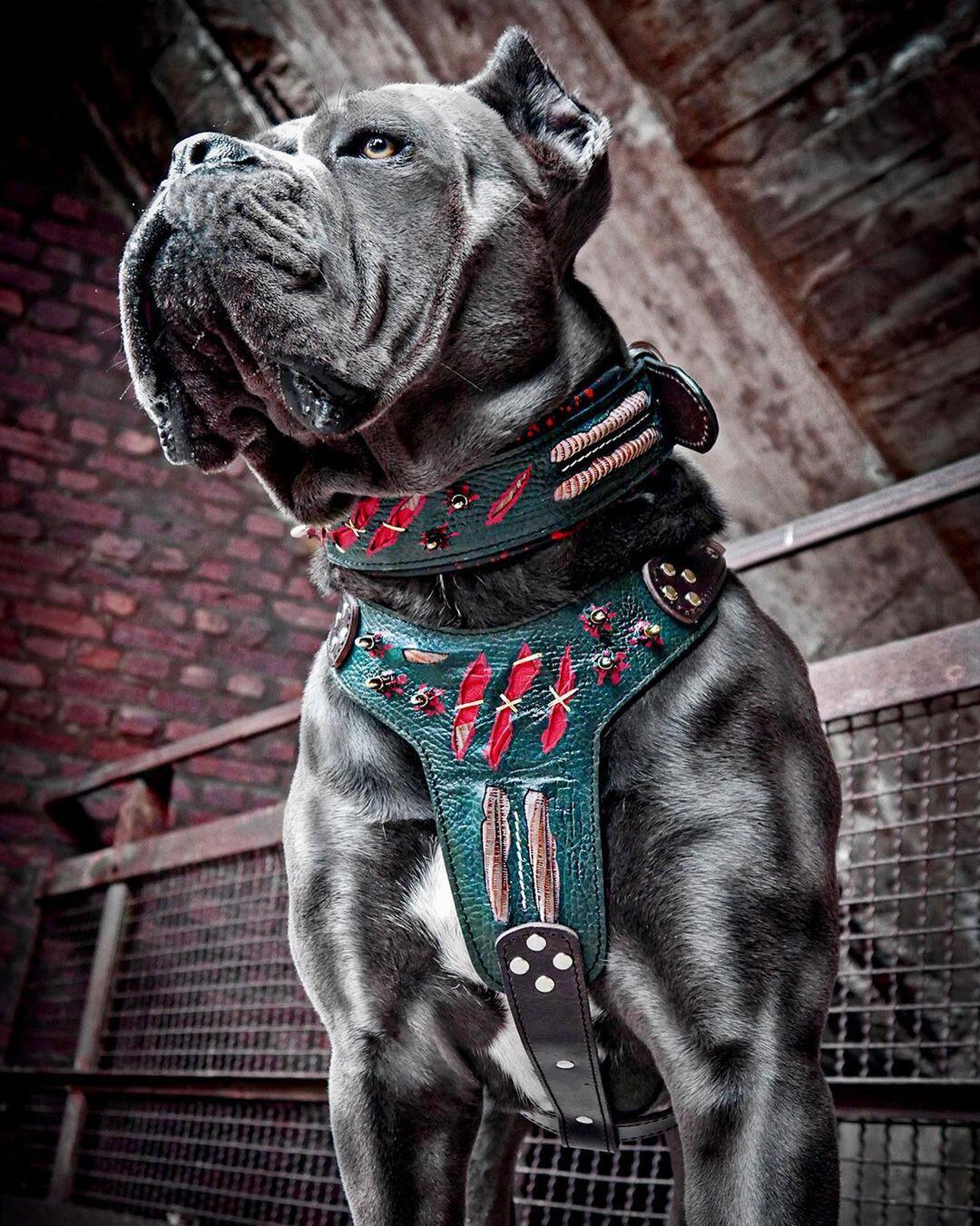 The "Haunted" Dog Collar LIMITED - Image 4