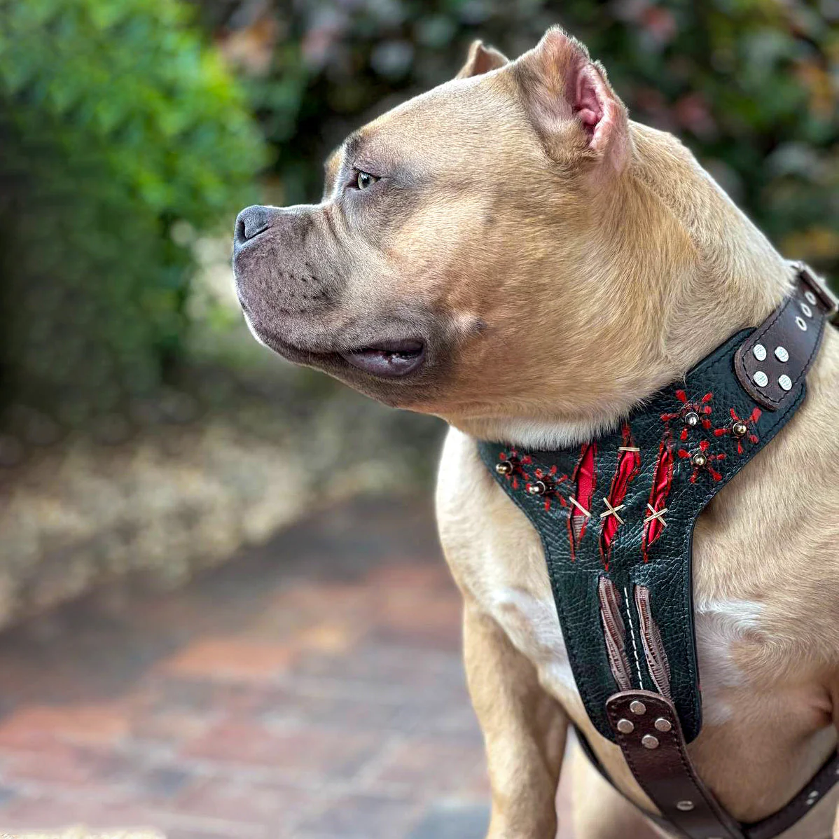 The "Haunted" Dog Harness LIMITED - Image 5