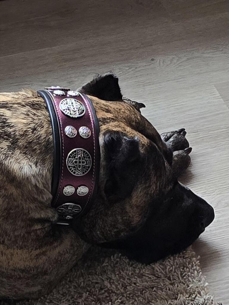 The "Hektor" Burgundy Dog Collar. LIMITED - Image 5