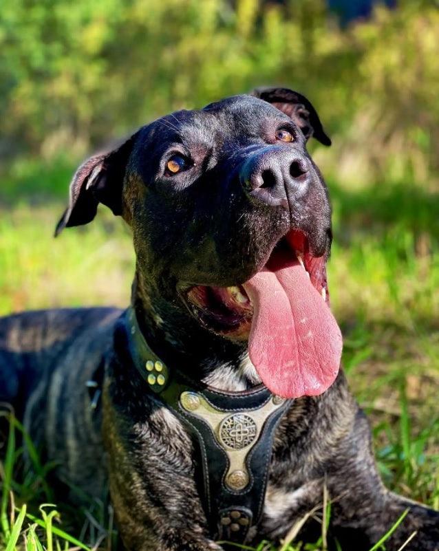 The "Hektor" Dog Harness - Image 3